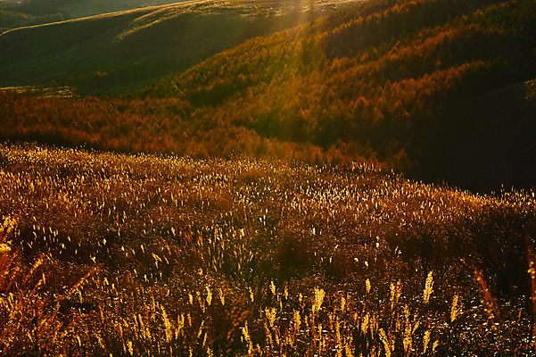 포토 JPG 주간 자연 갈대 풍경 사람없음 야외 햇빛 가을 국내포토 자연요소 식물 계절 태양 생태계 파일형식