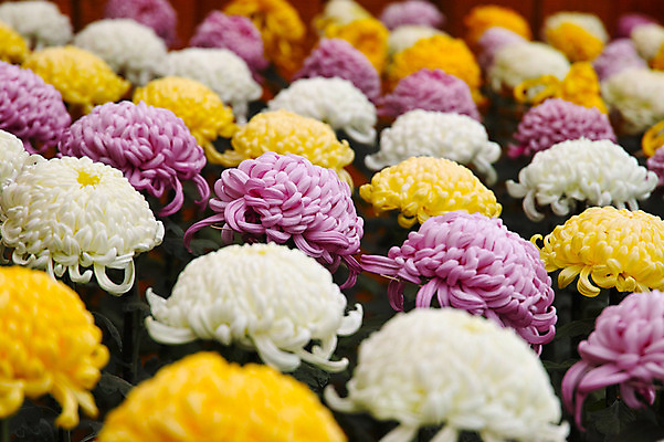 포토 JPG 주간 꽃 여러송이 자연 국화 근접촬영 사람없음 야외 아웃포커스 국내포토 자연요소 식물 뷰포인트 다수 촬영기법 생태계 파일형식