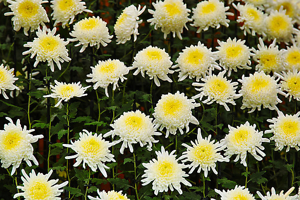 포토 JPG 주간 꽃 여러송이 자연 국화 근접촬영 사람없음 야외 국내포토 자연요소 식물 뷰포인트 다수 생태계 파일형식