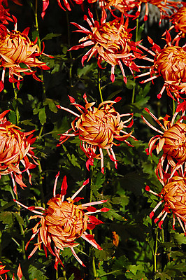 포토 JPG 주간 꽃 여러송이 자연 근접촬영 사람없음 야외 주황색 국내포토 자연요소 식물 뷰포인트 컬러 다수 생태계 파일형식