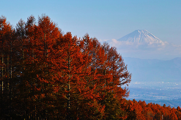 포토 JPG 주간 나무 구름 단풍 자연 하늘 산 풍경 사람없음 야외 가을 숲 국내포토 자연요소 식물 계절 잎 생태계 파일형식