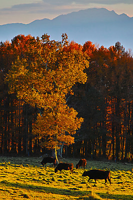 포토 JPG 주간 나무 구름 단풍 자연 하늘 산 풍경 사람없음 야외 가축 목장 가을 소 국내포토 자연요소 식물 동물 계절 잎 포유류 생태계 파일형식