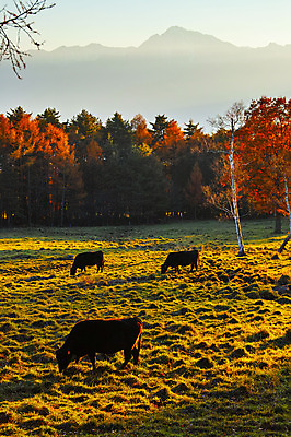 포토 JPG 주간 나무 단풍 자연 산 풍경 사람없음 야외 가축 목장 가을 소 국내포토 자연요소 식물 동물 계절 잎 포유류 생태계 파일형식