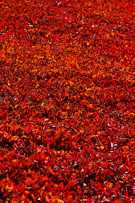 포토 JPG 주간 백그라운드 단풍 자연 풍경 사람없음 야외 가을 국내포토 자연요소 계절 잎 생태계 파일형식