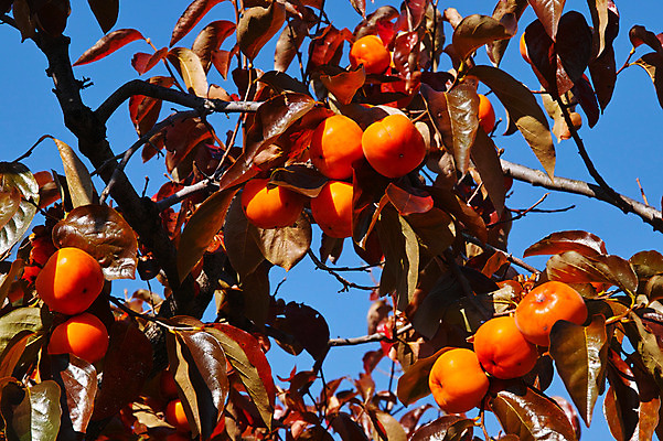 포토 JPG 주간 열매 자연 감 사람없음 야외 가을 나뭇가지 감나무 국내포토 자연요소 나무 식물 계절 과일 생태계 파일형식