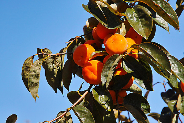 포토 JPG 주간 열매 자연 하늘 나뭇잎 감 사람없음 야외 가을 나뭇가지 감나무 국내포토 자연요소 나무 식물 계절 잎 과일 생태계 파일형식