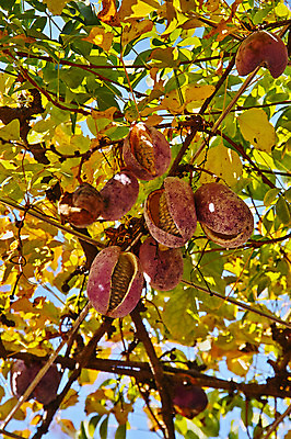 포토 JPG 주간 열매 자연 나뭇잎 사람없음 야외 가을 나뭇가지 국내포토 자연요소 나무 식물 계절 잎 생태계 파일형식