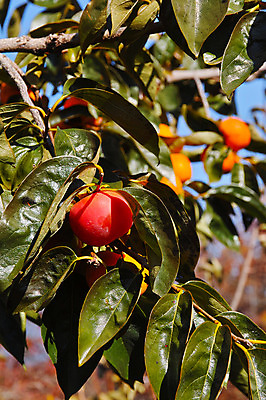 포토 JPG 주간 열매 자연 나뭇잎 감 근접촬영 사람없음 야외 아웃포커스 가을 나뭇가지 감나무 국내포토 자연요소 나무 식물 계절 뷰포인트 잎 과일 촬영기법 생태계 파일형식