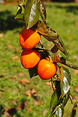 포토 JPG 주간 열매 자연 나뭇잎 감 근접촬영 사람없음 야외 아웃포커스 가을 나뭇가지 감나무 국내포토 자연요소 나무 식물 계절 뷰포인트 잎 과일 촬영기법 생태계 파일형식
