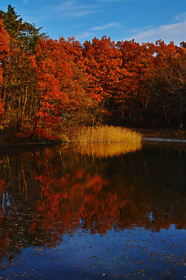 포토 JPG 주간 나무 구름 호수 단풍 자연 하늘 물그림자 풍경 사람없음 야외 가을 숲 국내포토 자연요소 식물 계절 잎 그림자 생태계 파일형식