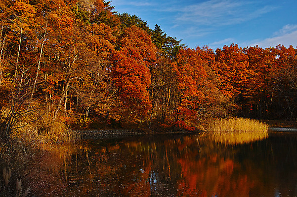 포토 JPG 주간 나무 구름 호수 단풍 자연 하늘 풍경 사람없음 야외 가을 숲 국내포토 자연요소 식물 계절 잎 생태계 파일형식