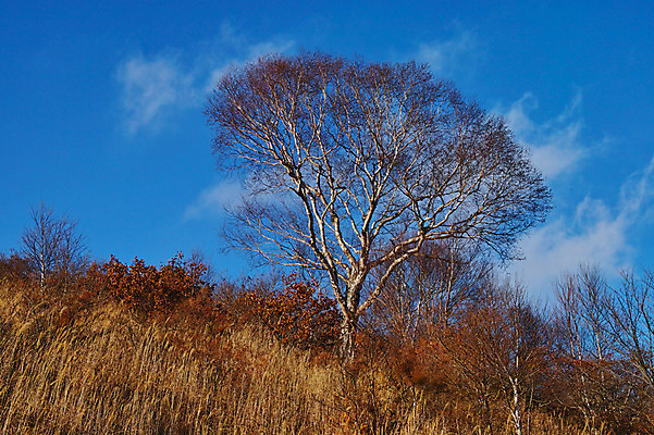 포토 JPG 주간 나무 구름 자연 하늘 갈대 풍경 사람없음 야외 가을 국내포토 자연요소 식물 계절 생태계 파일형식