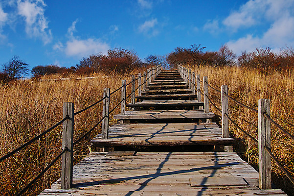 포토 JPG 주간 구름 자연 하늘 갈대 풍경 사람없음 야외 울타리 계단 가을 오르막 국내포토 자연요소 식물 계절 담장 생태계 파일형식