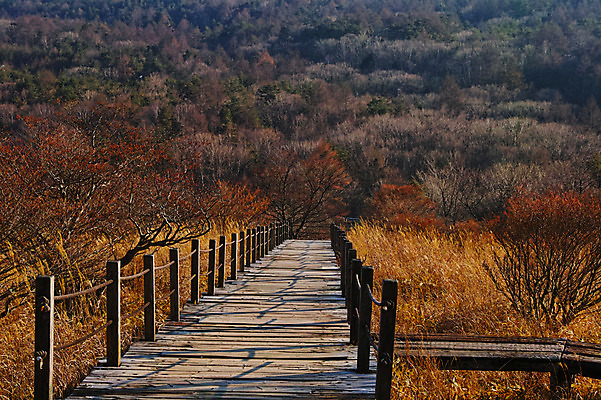 포토 JPG 주간 나무 자연 갈대 풍경 사람없음 야외 울타리 가을 숲 국내포토 자연요소 식물 계절 담장 생태계 파일형식