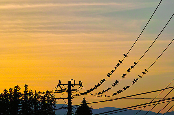 포토 JPG 나무 구름 실루엣 자연현상 자연 하늘 산 풍경 사람없음 야외 노을 일몰 전선 전봇대 참새 국내포토 자연요소 식물 공공시설 조류 촬영기법 생태계 파일형식