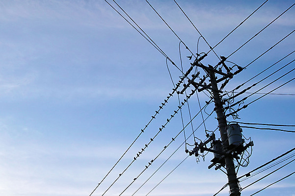 포토 JPG 주간 구름 자연 하늘 풍경 사람없음 야외 전선 전봇대 참새 국내포토 자연요소 공공시설 조류 생태계 파일형식