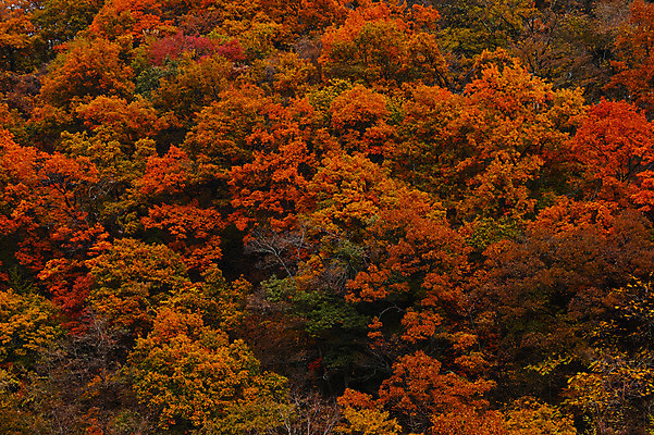 포토 JPG 주간 나무 백그라운드 단풍 자연 풍경 사람없음 야외 가을 숲 국내포토 자연요소 식물 계절 잎 생태계 파일형식