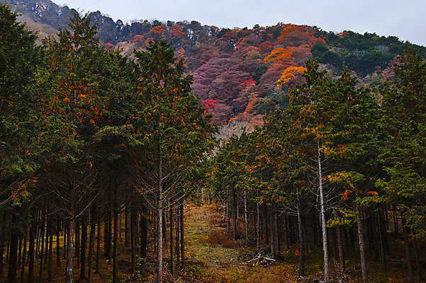 포토 JPG 주간 나무 단풍 자연 풍경 사람없음 야외 가을 숲 국내포토 자연요소 식물 계절 잎 생태계 파일형식
