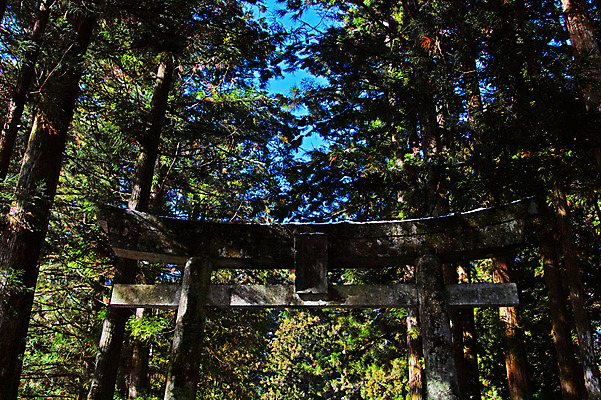 포토 JPG 주간 나무 일본문화 자연 풍경 사람없음 야외 일본 숲 일본전통 일본건축 토리이 국내포토 자연요소 식물 동양문화 전통 아시아 외국문화 동양건축 생태계 신사 파일형식