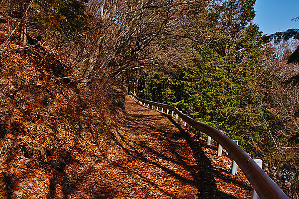 포토 JPG 주간 나무 낙엽 자연 풍경 사람없음 야외 가을 숲 안전펜스 국내포토 자연요소 식물 계절 잎 울타리 생태계 파일형식