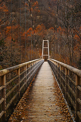 포토 JPG 주간 나무 낙엽 자연 풍경 사람없음 야외 원근감 가을 다리 숲 가교 국내포토 자연요소 식물 건축물 계절 뷰포인트 잎 생태계 파일형식