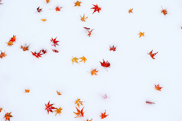 포토 JPG 주간 백그라운드 단풍 겨울 자연 사람없음 야외 눈 국내포토 자연요소 계절 잎 날씨 생태계 파일형식
