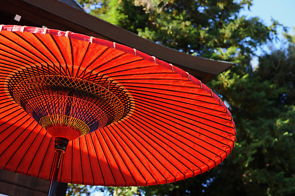 포토 JPG 주간 사람없음 야외 아웃포커스 파라솔 오브젝트 양산 국내포토 자연요소 촬영기법 파일형식