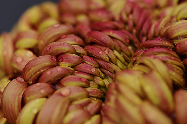 포토 JPG 주간 꽃잎 꽃 자연 국화 근접촬영 사람없음 야외 아웃포커스 물방울 국내포토 자연요소 식물 뷰포인트 촬영기법 생태계 파일형식