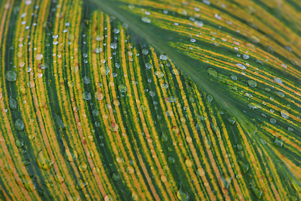 포토 JPG 주간 백그라운드 잎 자연 근접촬영 사람없음 야외 물방울 잎맥 국내포토 자연요소 식물 뷰포인트 생태계 파일형식