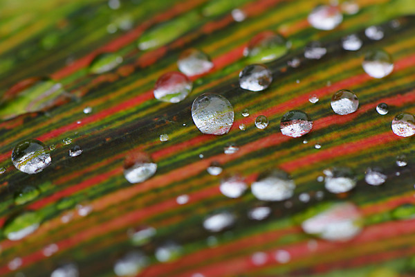 포토 JPG 주간 백그라운드 잎 자연 근접촬영 사람없음 야외 아웃포커스 물방울 잎맥 국내포토 자연요소 식물 뷰포인트 촬영기법 생태계 파일형식