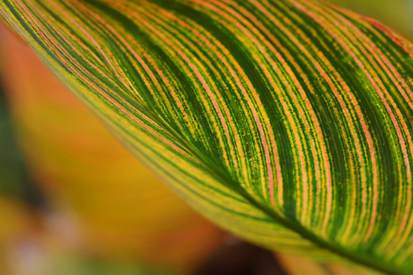 포토 JPG 주간 잎 자연 근접촬영 사람없음 야외 아웃포커스 잎맥 국내포토 자연요소 식물 뷰포인트 촬영기법 생태계 파일형식