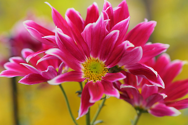 포토 JPG 주간 꽃 분홍색 자연 근접촬영 사람없음 야외 아웃포커스 국내포토 자연요소 식물 뷰포인트 컬러 촬영기법 생태계 파일형식