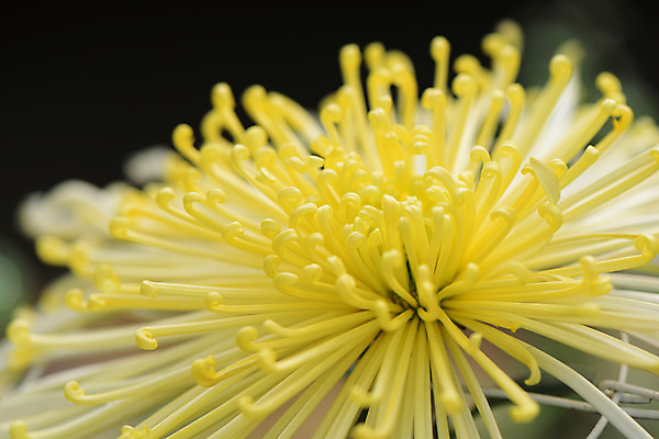 포토 JPG 주간 꽃 자연 근접촬영 사람없음 야외 아웃포커스 꽃술_꽃 국내포토 자연요소 식물 뷰포인트 촬영기법 생태계 파일형식