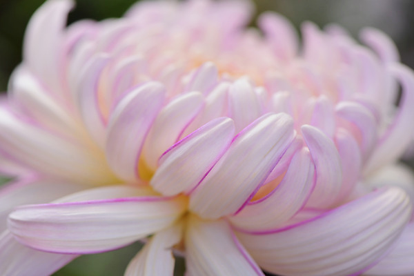 포토 JPG 주간 꽃 분홍색 자연 국화 근접촬영 사람없음 야외 아웃포커스 국내포토 자연요소 식물 뷰포인트 컬러 촬영기법 생태계 파일형식