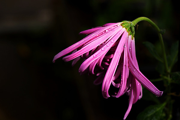 포토 JPG 꽃 분홍색 한송이 자연 근접촬영 사람없음 야외 물방울 국내포토 식물 1 뷰포인트 컬러 생태계 송이 파일형식