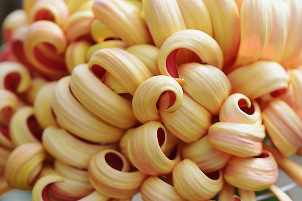 포토 JPG 주간 꽃잎 꽃 자연 국화 근접촬영 사람없음 야외 아웃포커스 국내포토 자연요소 식물 뷰포인트 촬영기법 생태계 파일형식