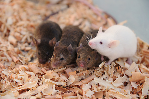 포토 JPG 여러마리 사람없음 아웃포커스 쥐 톱밥 국내포토 다수 촬영기법 설치류 가루 파일형식