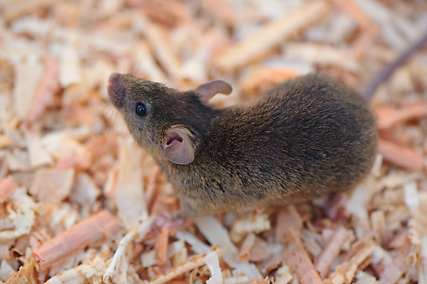 포토 JPG 한마리 사람없음 아웃포커스 쥐 톱밥 국내포토 1 촬영기법 설치류 가루 파일형식