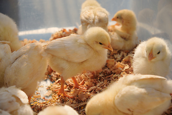 포토 JPG 여러마리 병아리 사람없음 아웃포커스 국내포토 다수 조류 촬영기법 파일형식