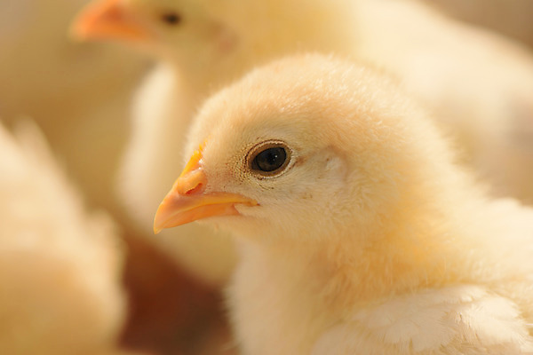 포토 JPG 여러마리 병아리 근접촬영 사람없음 아웃포커스 국내포토 뷰포인트 다수 조류 촬영기법 파일형식