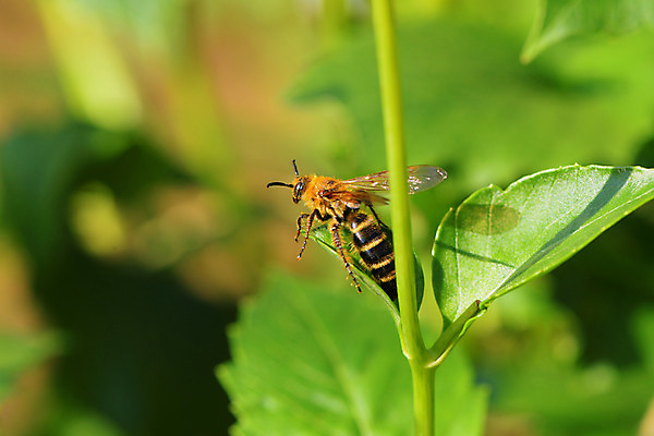 포토 JPG 주간 잎 자연 사람없음 야외 아웃포커스 벌 국내포토 자연요소 식물 곤충 촬영기법 생태계 파일형식