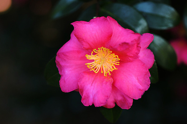 포토 JPG 주간 꽃 한송이 자연 근접촬영 사람없음 야외 아웃포커스 꽃술_꽃 진분홍색 국내포토 자연요소 식물 1 뷰포인트 분홍색 촬영기법 생태계 송이 파일형식