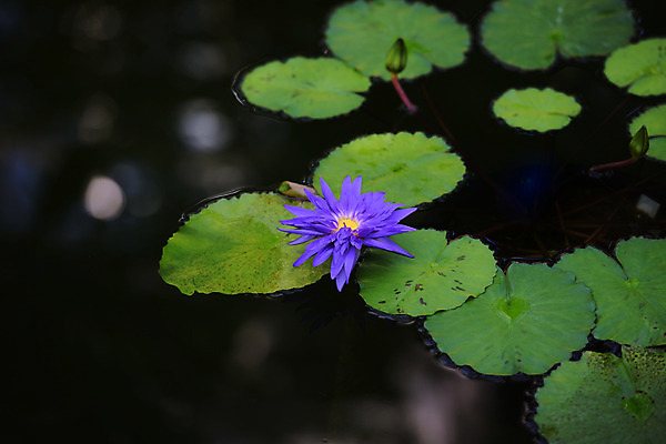포토 JPG 주간 꽃 한송이 자연 연꽃 사람없음 야외 보라색 연못 연잎 국내포토 자연요소 식물 1 컬러 잎 생태계 송이 파일형식