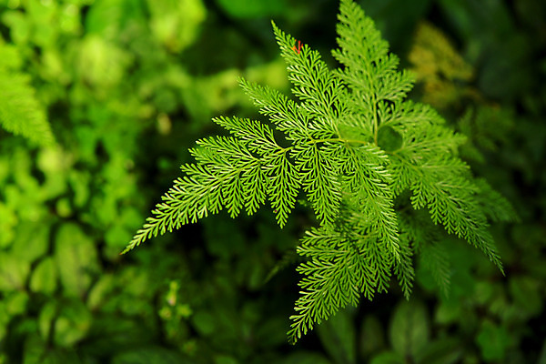 포토 JPG 주간 자연 나뭇잎 사람없음 야외 아웃포커스 국내포토 자연요소 잎 촬영기법 생태계 파일형식
