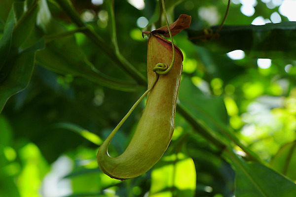 포토 JPG 주간 자연 사람없음 야외 아웃포커스 식충식물 국내포토 자연요소 식물 촬영기법 생태계 파일형식