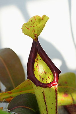 포토 JPG 주간 자연 근접촬영 사람없음 야외 식충식물 국내포토 자연요소 식물 뷰포인트 생태계 파일형식