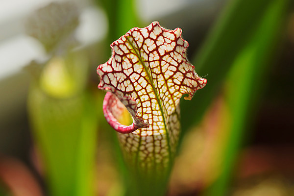 포토 JPG 주간 자연 사람없음 야외 아웃포커스 식충식물 국내포토 자연요소 식물 촬영기법 생태계 파일형식