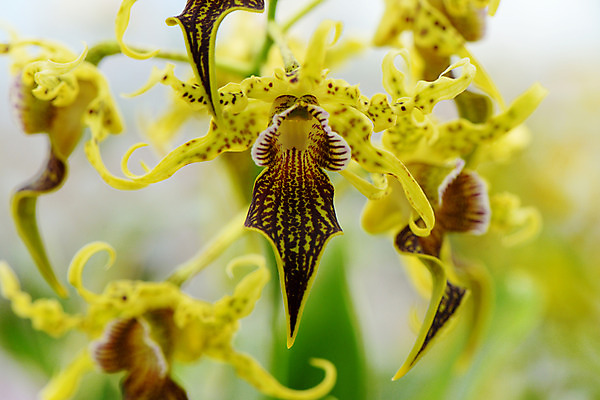 포토 JPG 주간 꽃 자연 근접촬영 사람없음 야외 아웃포커스 난초꽃 국내포토 자연요소 식물 뷰포인트 촬영기법 난초 생태계 파일형식