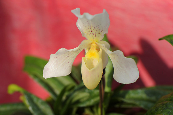 포토 JPG 주간 꽃 한송이 자연 사람없음 야외 아웃포커스 난초꽃 국내포토 자연요소 식물 1 촬영기법 난초 생태계 송이 파일형식