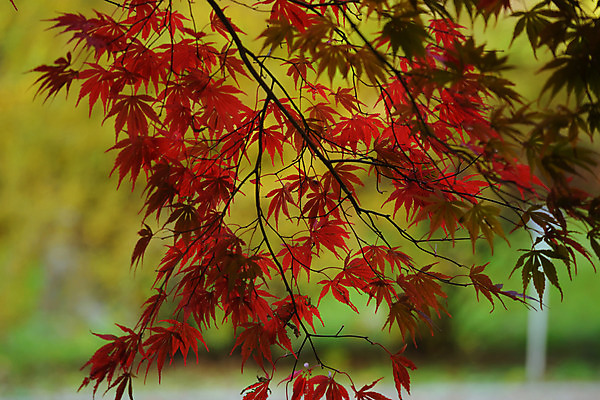 포토 JPG 주간 단풍 자연 단풍나무 사람없음 야외 아웃포커스 가을 나뭇가지 국내포토 자연요소 나무 계절 잎 촬영기법 생태계 파일형식